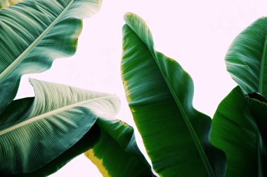 Palmiye yaprakları arka plan kopya alanı için metin ile.