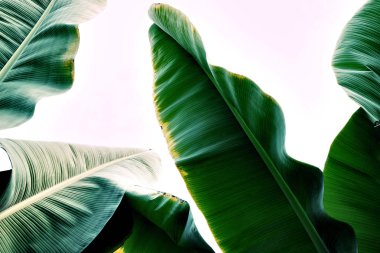 Palmiye yaprakları arka plan kopya alanı için metin ile.