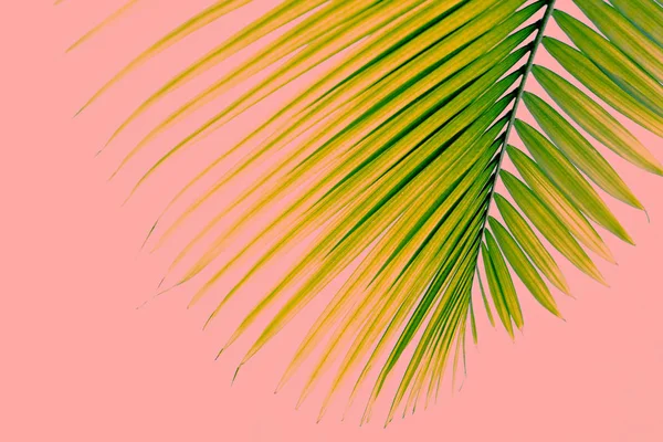 Palm foliage background with copy space for text. — Stock Photo, Image