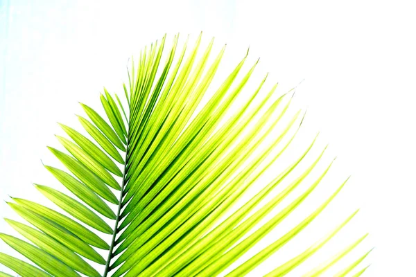 Tle liści Palm z miejsca kopiowania tekstu. — Zdjęcie stockowe