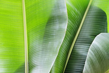 Kırpılmış görüntü muz palmiye yaprağı görünür doku yapısı ile kapatın. Yeşil doğa kavramı arka plan.