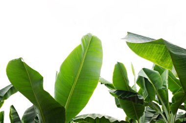 Kırpılmış görüntü muz palmiye yaprağı görünür doku yapısı ile kapatın. Yeşil doğa kavramı arka plan.