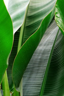 Kırpılmış görüntü muz palmiye yaprağı görünür doku yapısı ile kapatın. Yeşil doğa kavramı arka plan.