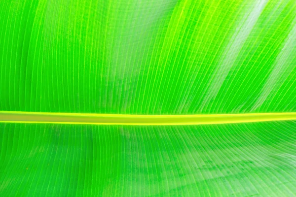 Primer plano imagen recortada de hoja de palma de plátano con estructura de textura visible. Fondo concepto naturaleza verde . — Foto de Stock