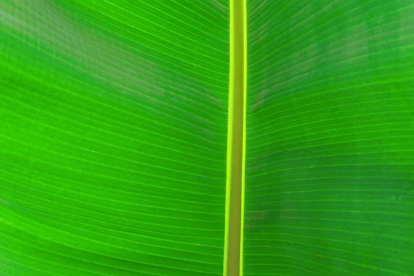 Primer plano imagen recortada de hoja de palma de plátano con estructura de textura visible. Fondo concepto naturaleza verde . — Foto de Stock