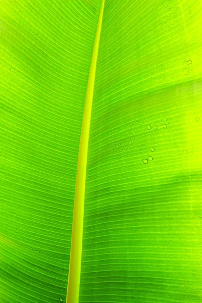 Primer plano imagen recortada de hoja de palma de plátano con estructura de textura visible. Fondo concepto naturaleza verde . — Foto de Stock