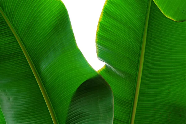 Kırpılmış görüntü muz palmiye yaprağı görünür doku yapısı ile kapatın. Yeşil doğa kavramı arka plan.