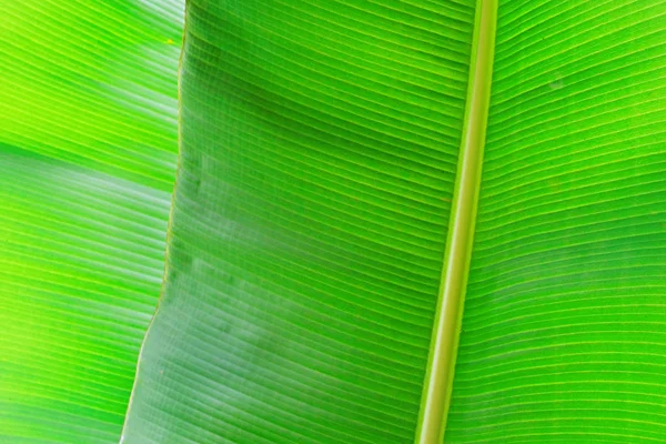 Primer plano imagen recortada de hoja de palma de plátano con estructura de textura visible. Fondo concepto naturaleza verde . — Foto de Stock