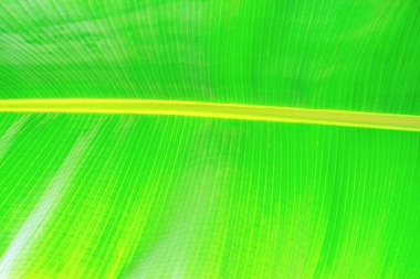 Kırpılmış görüntü muz palmiye yaprağı görünür doku yapısı ile kapatın. Yeşil doğa kavramı arka plan.