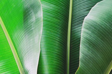 Kırpılmış görüntü muz palmiye yaprağı görünür doku yapısı ile kapatın. Yeşil doğa kavramı arka plan.