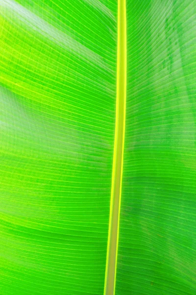 Primer plano imagen recortada de hoja de palma de plátano con estructura de textura visible. Fondo concepto naturaleza verde . — Foto de Stock