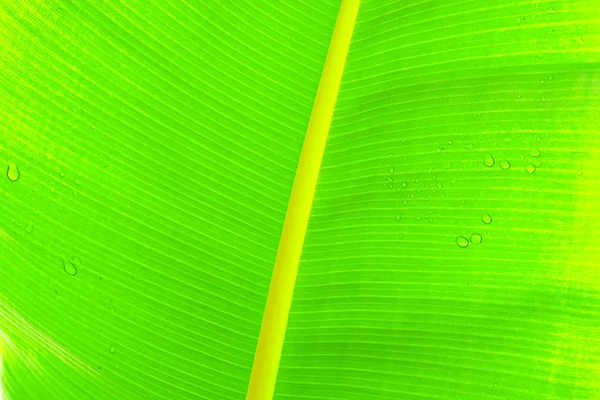 Закрыть обрезанное изображение бананового пальмового листа с видимой структурой текстуры. Зеленый фон . — стоковое фото