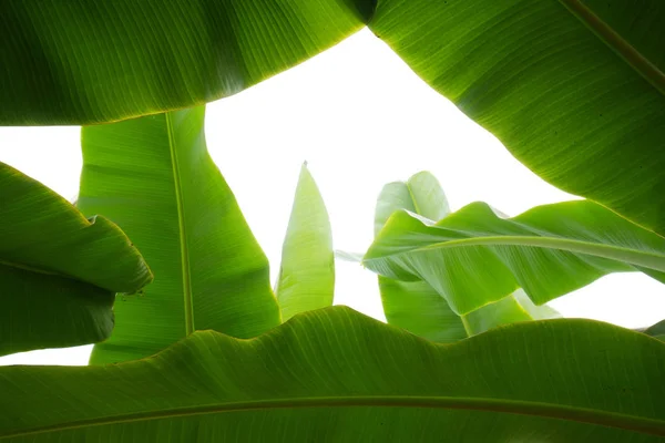 Закрыть обрезанное изображение бананового пальмового листа с видимой структурой текстуры. Зеленый фон . — стоковое фото