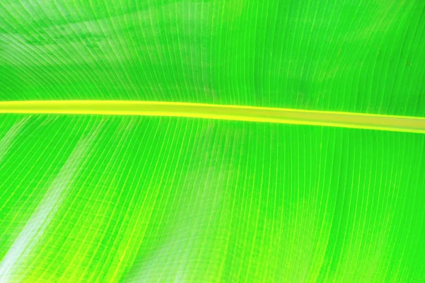 Kırpılmış görüntü muz palmiye yaprağı görünür doku yapısı ile kapatın. Yeşil doğa kavramı arka plan.
