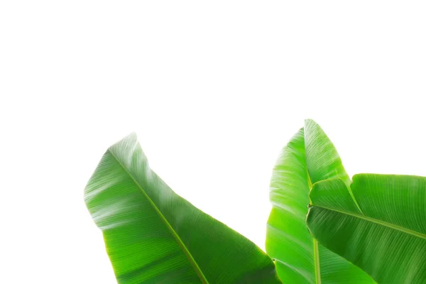Bliska przycięte zdjęcie banana liść palmowy z struktury widoczne tekstury. Zielony natura koncepcja tło. — Zdjęcie stockowe