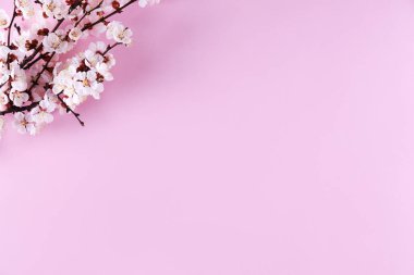 Taze çiçeklerle meyve ağacı dalı.