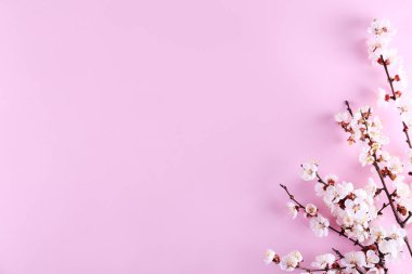 Taze çiçeklerle meyve ağacı dalı.