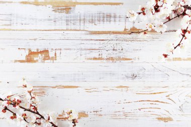 Taze çiçeklerle meyve ağacı dalı.