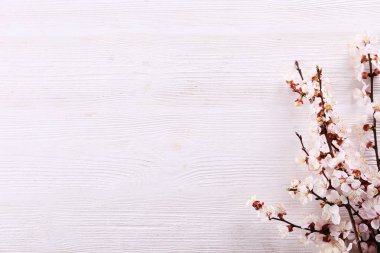 Taze çiçeklerle meyve ağacı dalı.