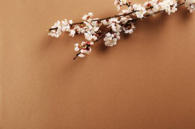 Taze çiçeklerle meyve ağacı dalı.