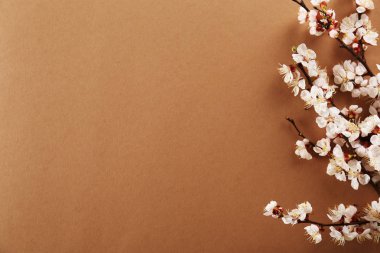 Taze çiçeklerle meyve ağacı dalı.