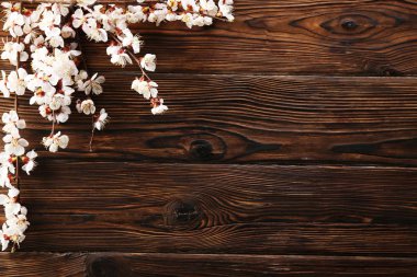 Taze çiçeklerle meyve ağacı dalı.