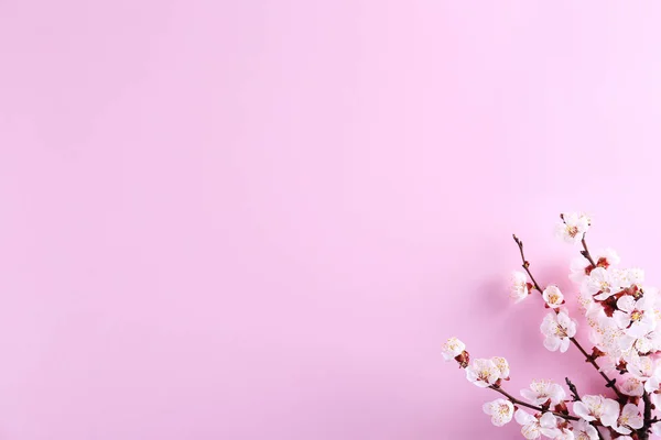 Frukt träd gren med färska Blom ställningar. — Stockfoto
