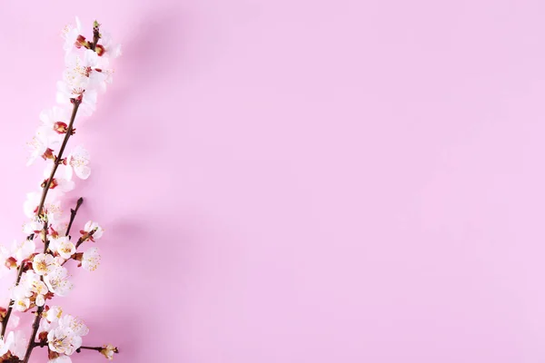 Rama de árboles frutales con flores frescas . — Foto de Stock