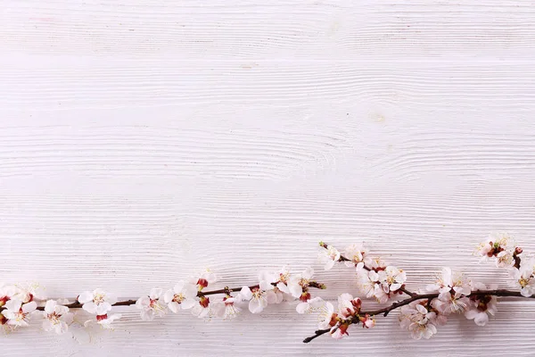 Rama de árboles frutales con flores frescas . — Foto de Stock