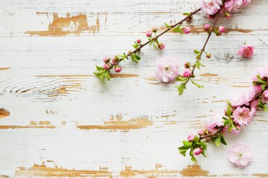 Taze çiçeklerle meyve ağacı dalı.