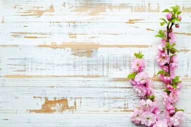 Taze çiçeklerle meyve ağacı dalı.