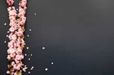 Taze çiçeklerle meyve ağacı dalı.