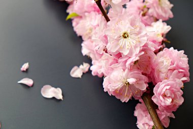 Taze çiçeklerle meyve ağacı dalı.