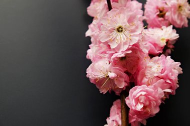 Taze çiçeklerle meyve ağacı dalı.