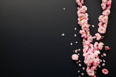 Taze çiçeklerle meyve ağacı dalı.