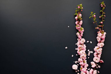 Taze çiçeklerle meyve ağacı dalı.