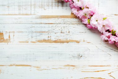 Taze çiçeklerle meyve ağacı dalı.