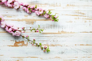 Taze çiçeklerle meyve ağacı dalı.