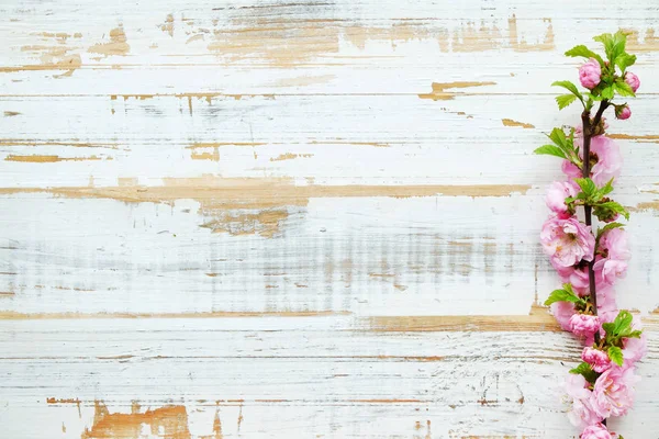 Taze çiçeklerle meyve ağacı dalı.