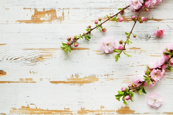 Fruit tree branch with fresh flowerings. — Stock Photo, Image