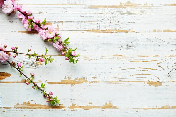 Rama de árboles frutales con flores frescas . — Foto de Stock