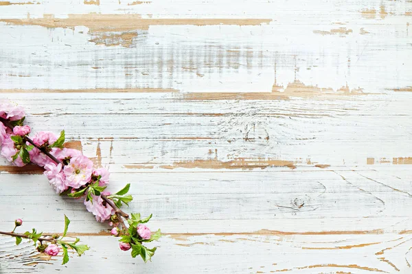 Ramo de árvore de fruto com flores frescas . — Fotografia de Stock