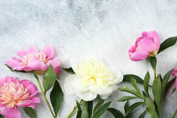 Wunderschöne Pfingstrosen in femininer minimaler floraler Komposition mit Kopierraum für Text. — Stockfoto