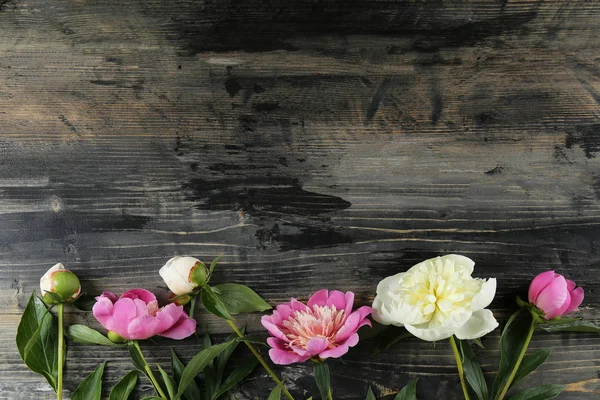 Wunderschöne Pfingstrosen in femininer minimaler floraler Komposition mit Kopierraum für Text. — Stockfoto