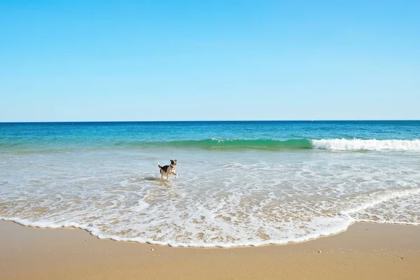 Terrier läuft am Strand. — Stockfoto