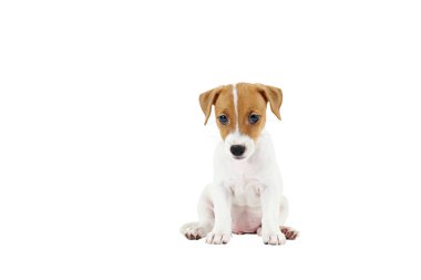 Yüzünde kahverengi lekeler ile Tiny sevimli Jack Russell Terrier köpek yavrusu, beyaz arka plan üzerinde izole.