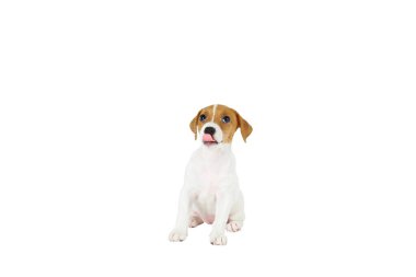 Yüzünde kahverengi lekeler ile Tiny sevimli Jack Russell Terrier köpek yavrusu, beyaz arka plan üzerinde izole.