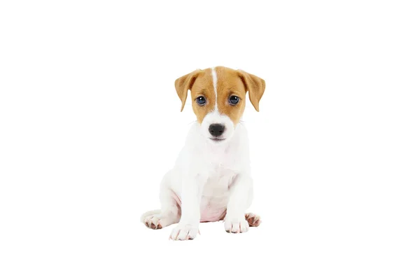 Tiny adorable Jack Russell Terrier puppy with brown stains on face, isolated on white background. — Stock Photo, Image