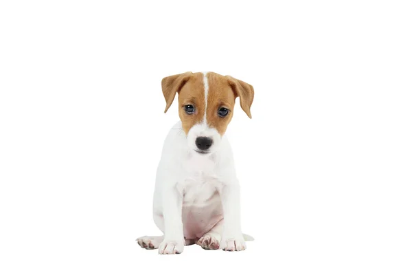 Yüzünde kahverengi lekeler ile Tiny sevimli Jack Russell Terrier köpek yavrusu, beyaz arka plan üzerinde izole. — Stok fotoğraf