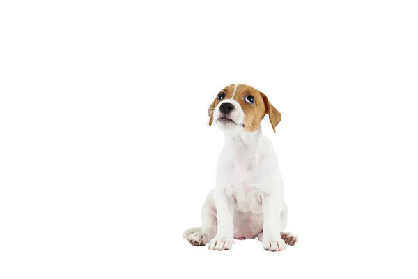 แจ็ค รัสเซล เทอเรียร์ ลูกหมาที่น่ารัก มีรอยสีน้ําตาลบนใบหน้า ถูกแยกจากพื้นหลังสีขาว . — ภาพถ่ายสต็อก
